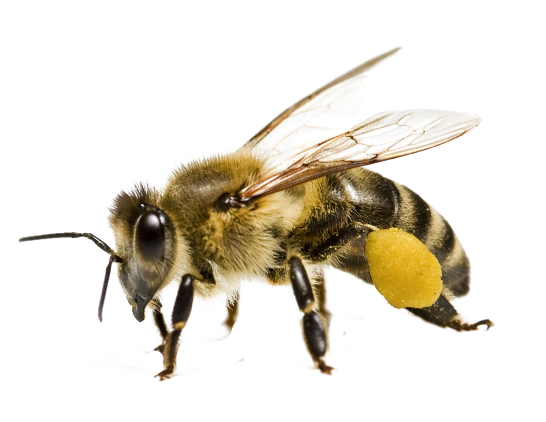 Propolis Türleri ve Kaliteyi Belirleyen Unsurlar